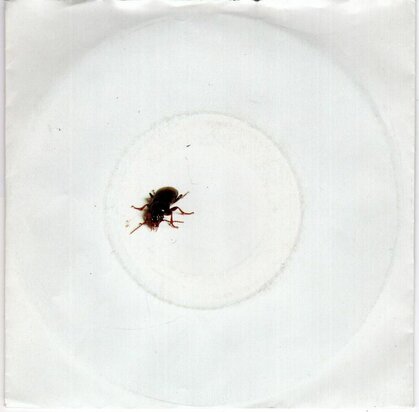 Alexander Curly - Karel De Kever + Wat Heeft 't Allemaal Voor Zin (Vinylsingle)