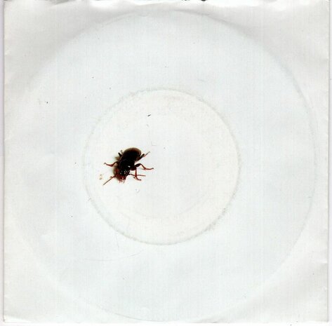 Alexander Curly - Karel De Kever + Wat Heeft 't Allemaal Voor Zin (Vinylsingle)