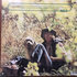 JOHN DENVER - JOHN DENVER'S GREATEST HITS (Vinyl LP)_